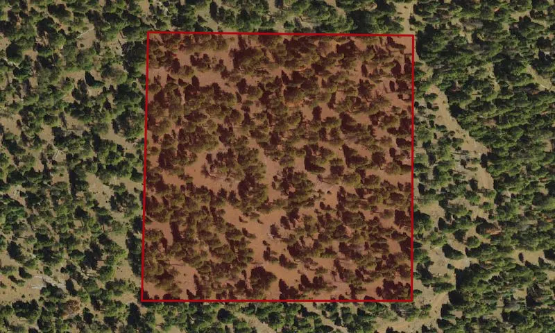 Bark Beetle Hazard Plots, Rail Creek Experimental Research Area