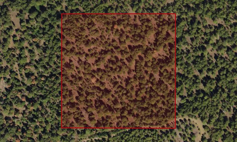 Bark Beetle Hazard Plots, Koehler Experimental Research Area