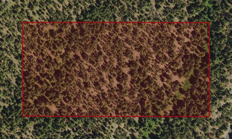 Bark Beetle Hazard Plots, Starr Camp Experimental Research Area