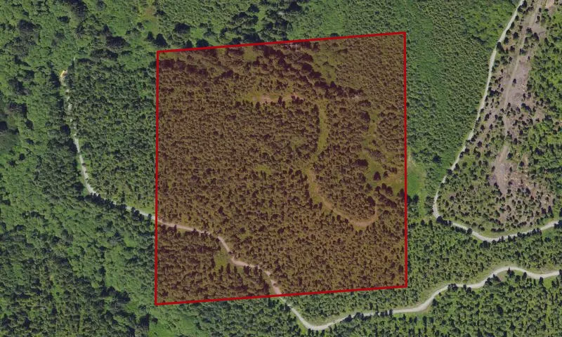 Cook Sale Thinning Plots 17-20 Experimental Research Area
