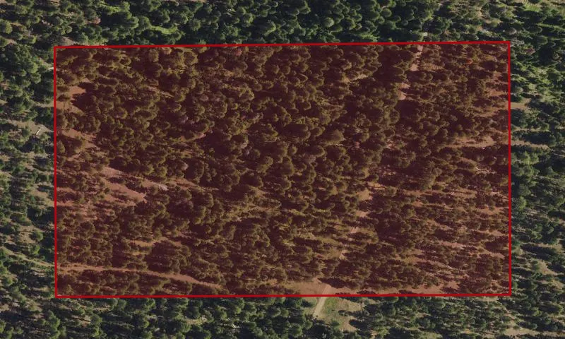 Bark Beetle Hazard Plots, Keller Creek Experimental Research Area