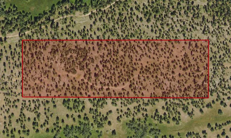 Bark Beetle Hazard Plots, Lemon Creek Experimental Research Area