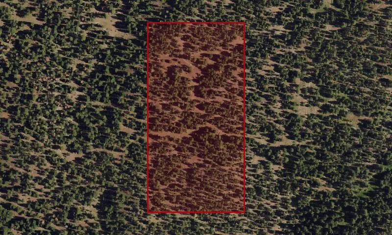 Bark Beetle Hazard Plots, Hog Creek Experimental Research Area