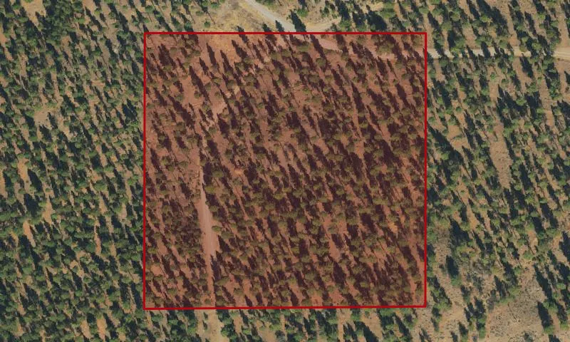 Crow Flat Thinning Experimental Research Area
