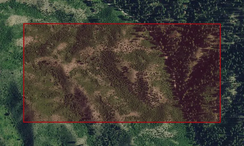 Cottonwood Thinning Plots, Plo 993 Experimental Forest