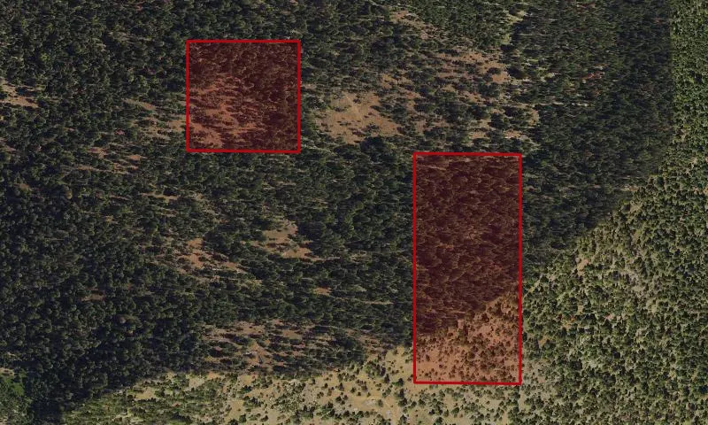 Bark Beetle Hazard Plots, North Scott Creek Experimental Research Area