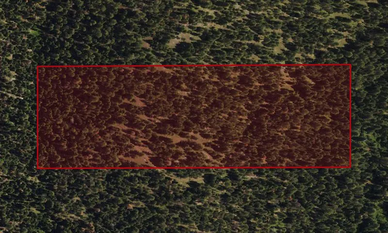 Bark Beetle Hazard Plots, Little Snowshoe Experimental Research Area