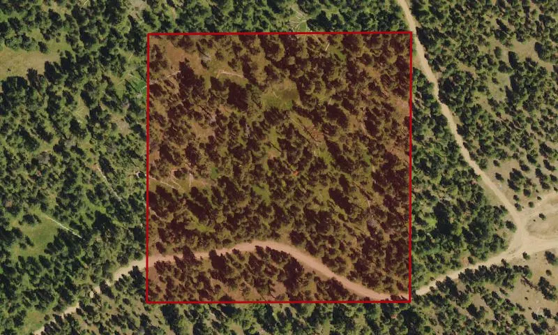 Bark Beetle Hazard Plots, Masonic Camp Experimental Research Area