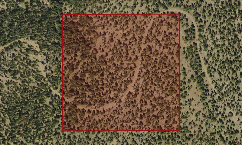 Bark Beetle Hazard Plots, Damon Creek Experimental Research Area