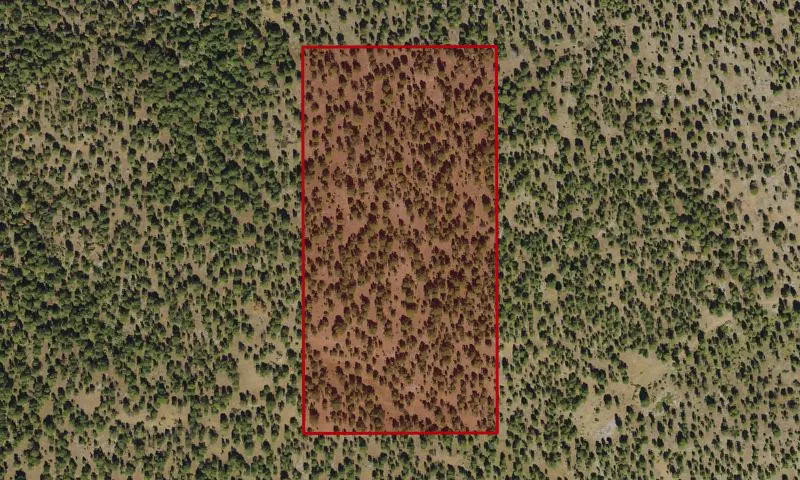 Bark Beetle Hazard Plots, Shirt Tail Creek Experimental Research Area
