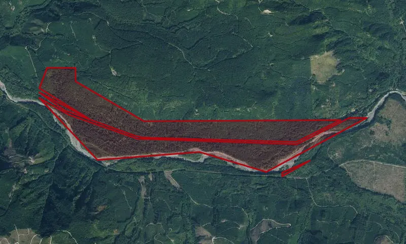 Federation Forest