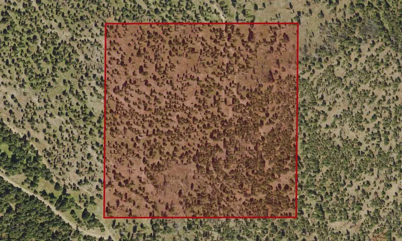 Bark Beetle Hazard Plots, Jack Creek Experimental Research Area