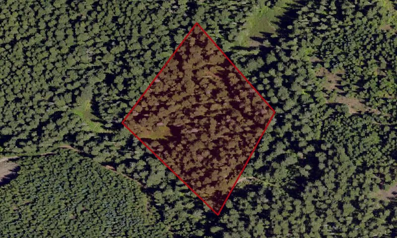 Emile Big Tree Geological Area