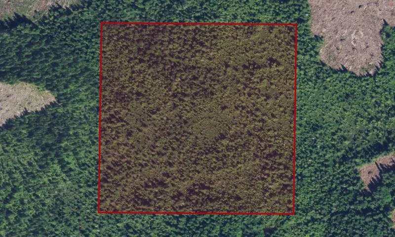 Chow Chow Prairie