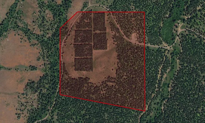 Calf Pen Ponderosa Pine Seed Experimental Research Area