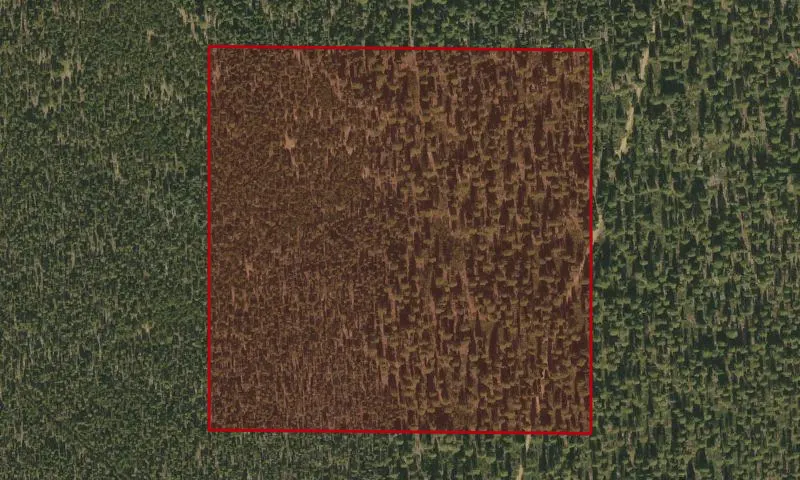 Harvest Cutting Plots 9-11 Experimental Research Area